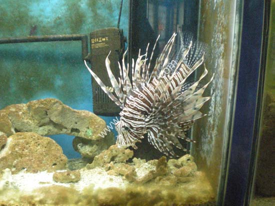 ornamental fishes kottayam kerala